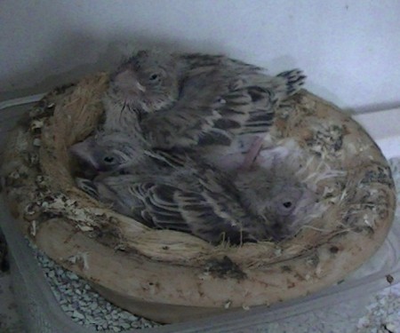 opaal 15 dagen  nest op grond gezet 